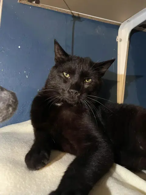 Oscar