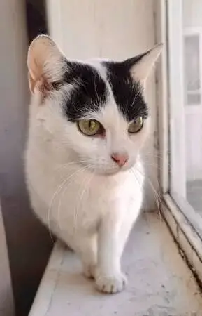 Cleo