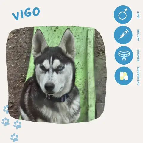 Vigo