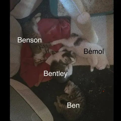 Bémol photo 3