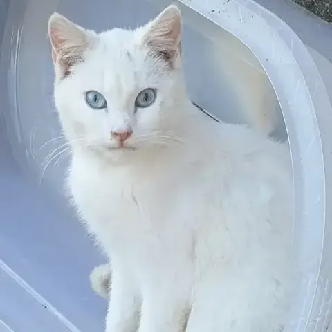 Neige