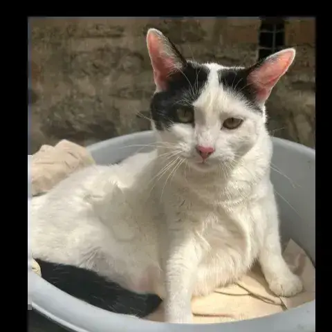 Tacha