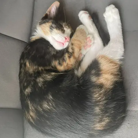 Boldie photo 2