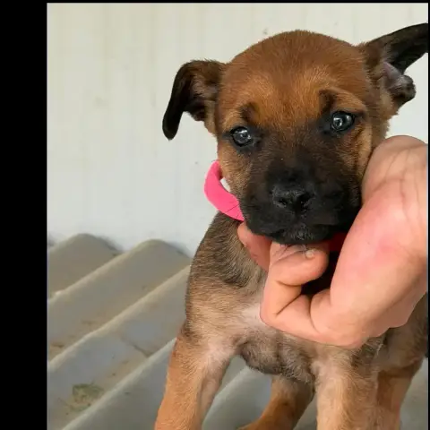 Dora photo 2