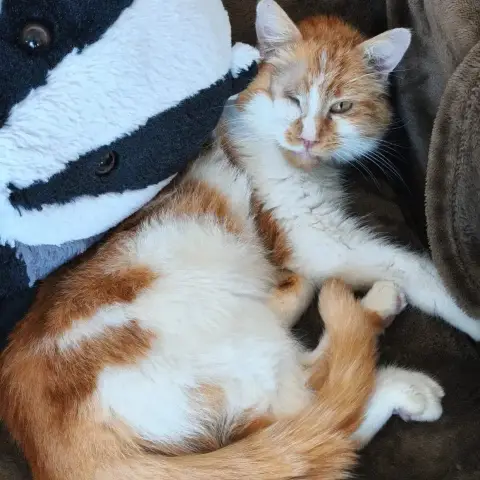Goose