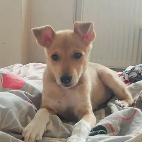 Sadie