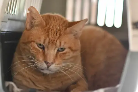 Travolta