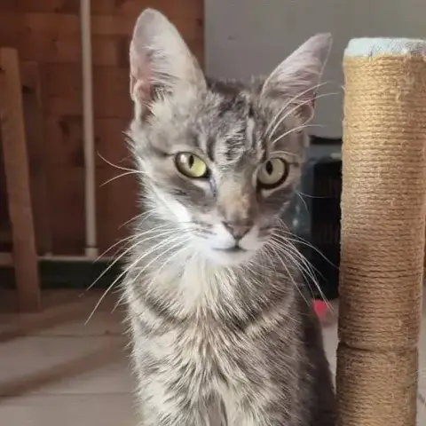Câline