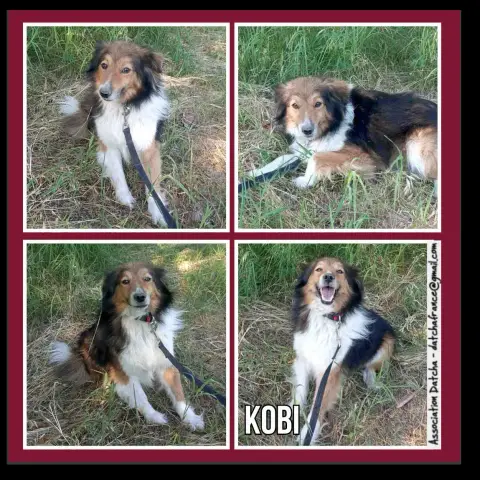 Kobi