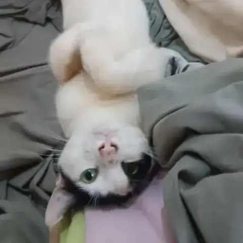 Milo