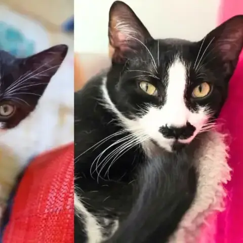 Figaro