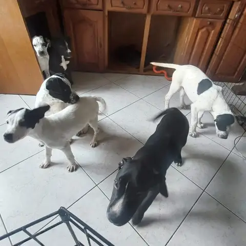 Chiots