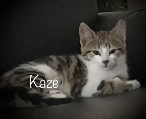 Kaze