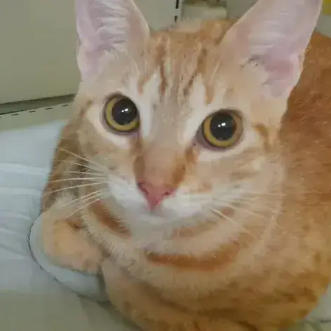 ✨️ Dory ✨️ 🐱 photo 2
