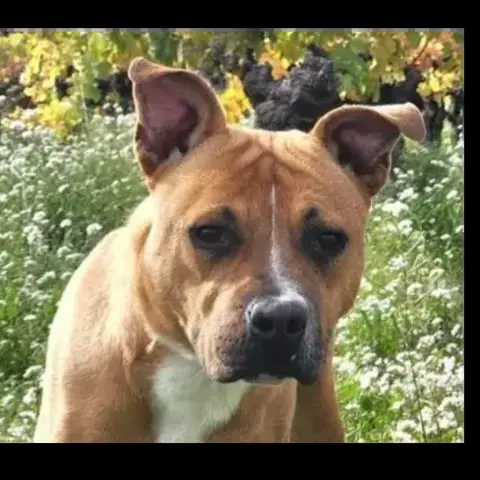 Arlo