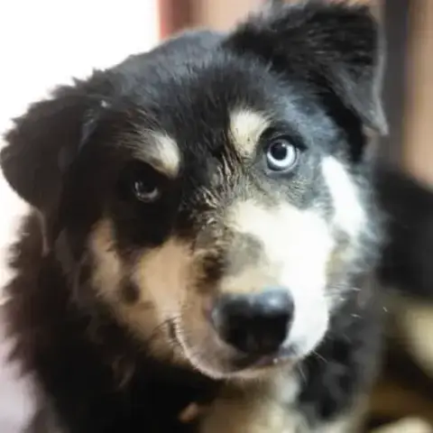 Bandit photo 3
