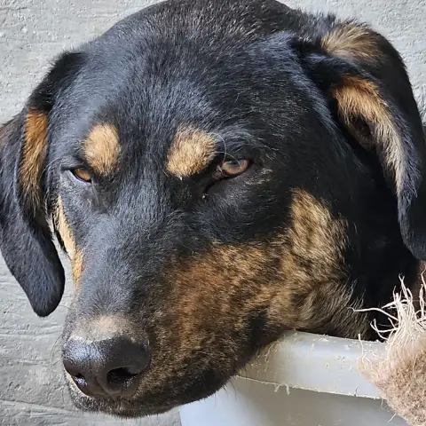 Hercules