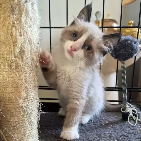 Babychou