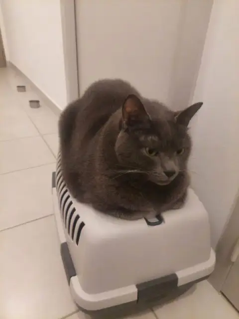 Hugo photo 2