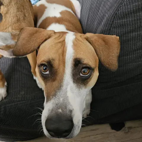 Elliot