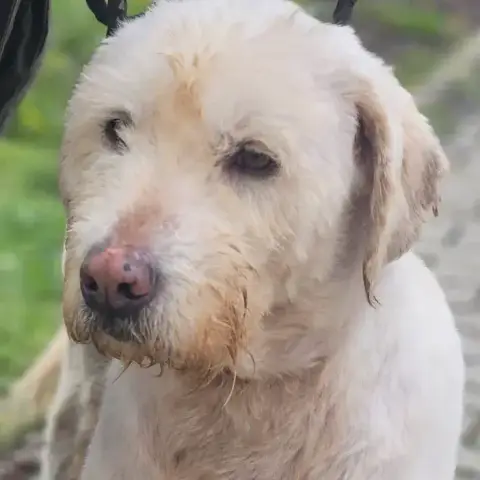 Ollie photo 2