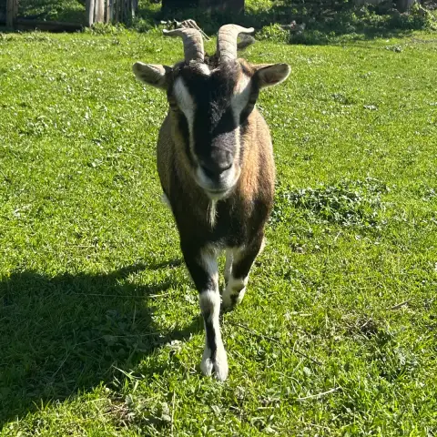 Gourmande photo 3