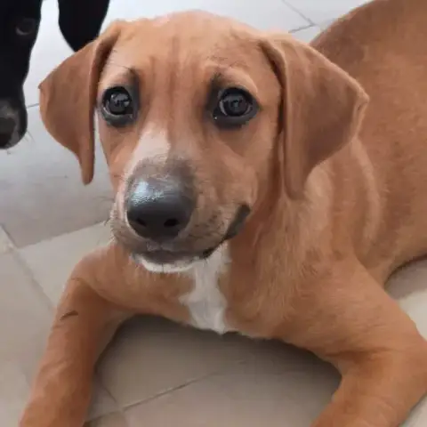 Nucciola