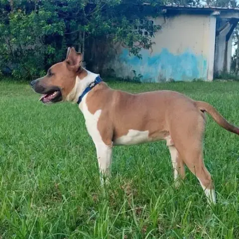Balou photo 3