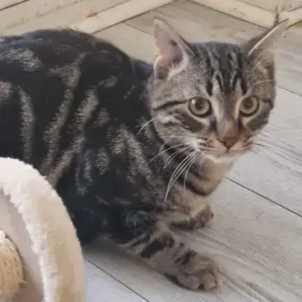 Meyko