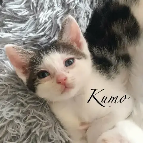 Kumo photo 2