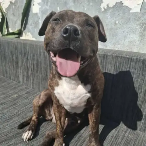 Nova photo 2