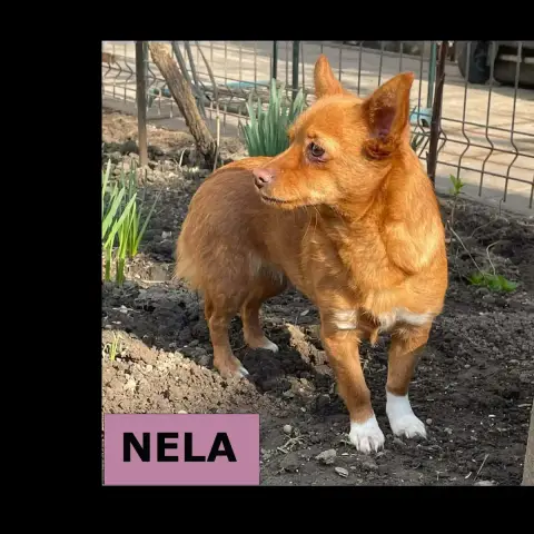 Nela Et Rela