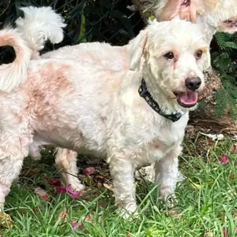 ✨️ Safi ✨️ 🐶 photo 3