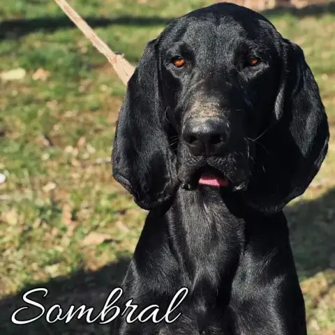 Sombral
