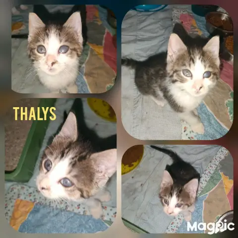 Thalys