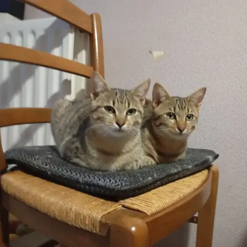 Misty Et Pichu