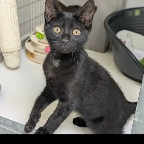 Blacky