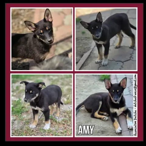 Amy