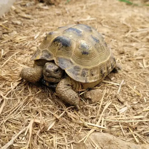Tortue