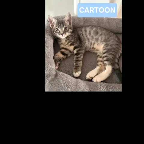 Cartoon