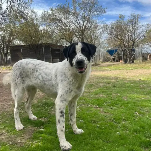 Apollo