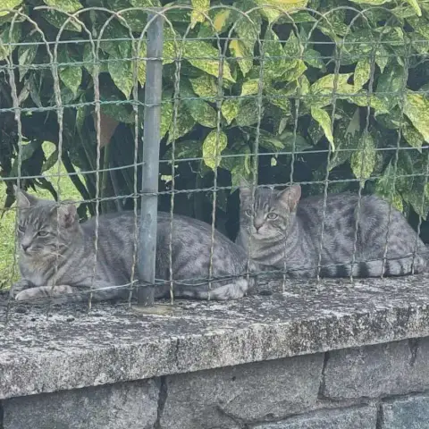 A Adopter Ensemble: Cookie Et Crevette