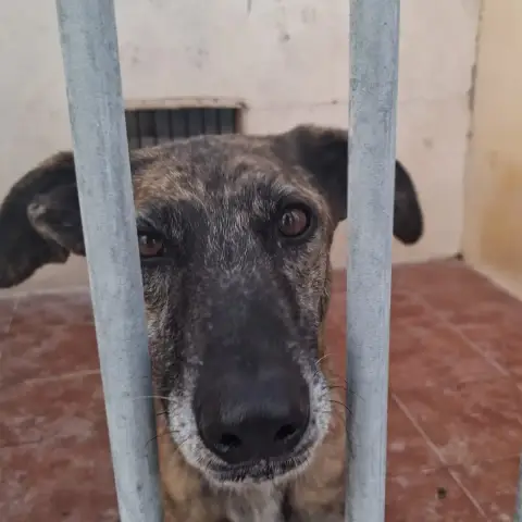 José
