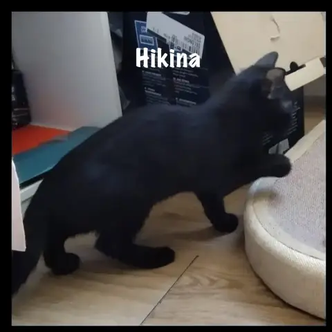 Hikina photo 3