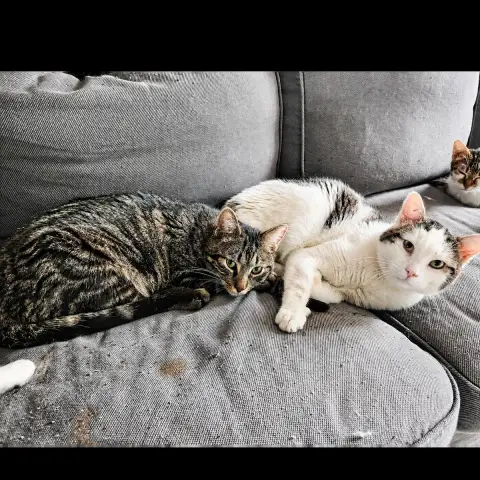Asgard Et Azrael