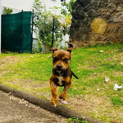 Polly photo 3