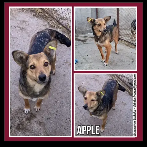 Apple
