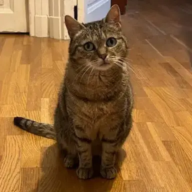 Pussycat