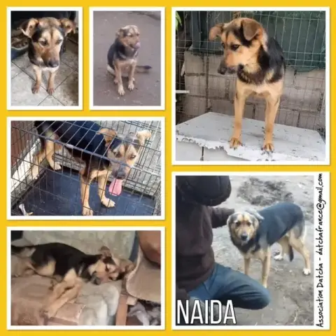 Naida