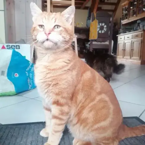 Tzuki
